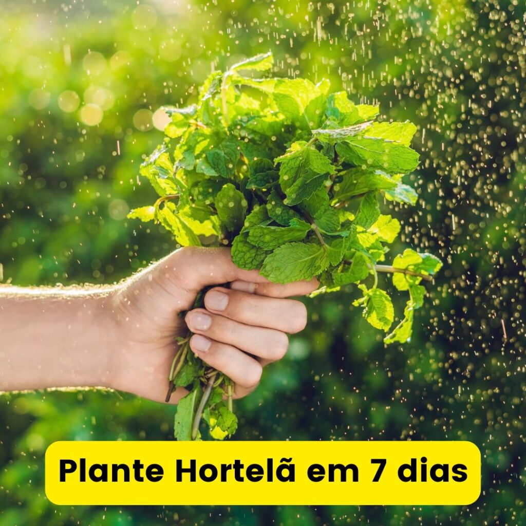 Como Plantar Hortelã em 7 dias