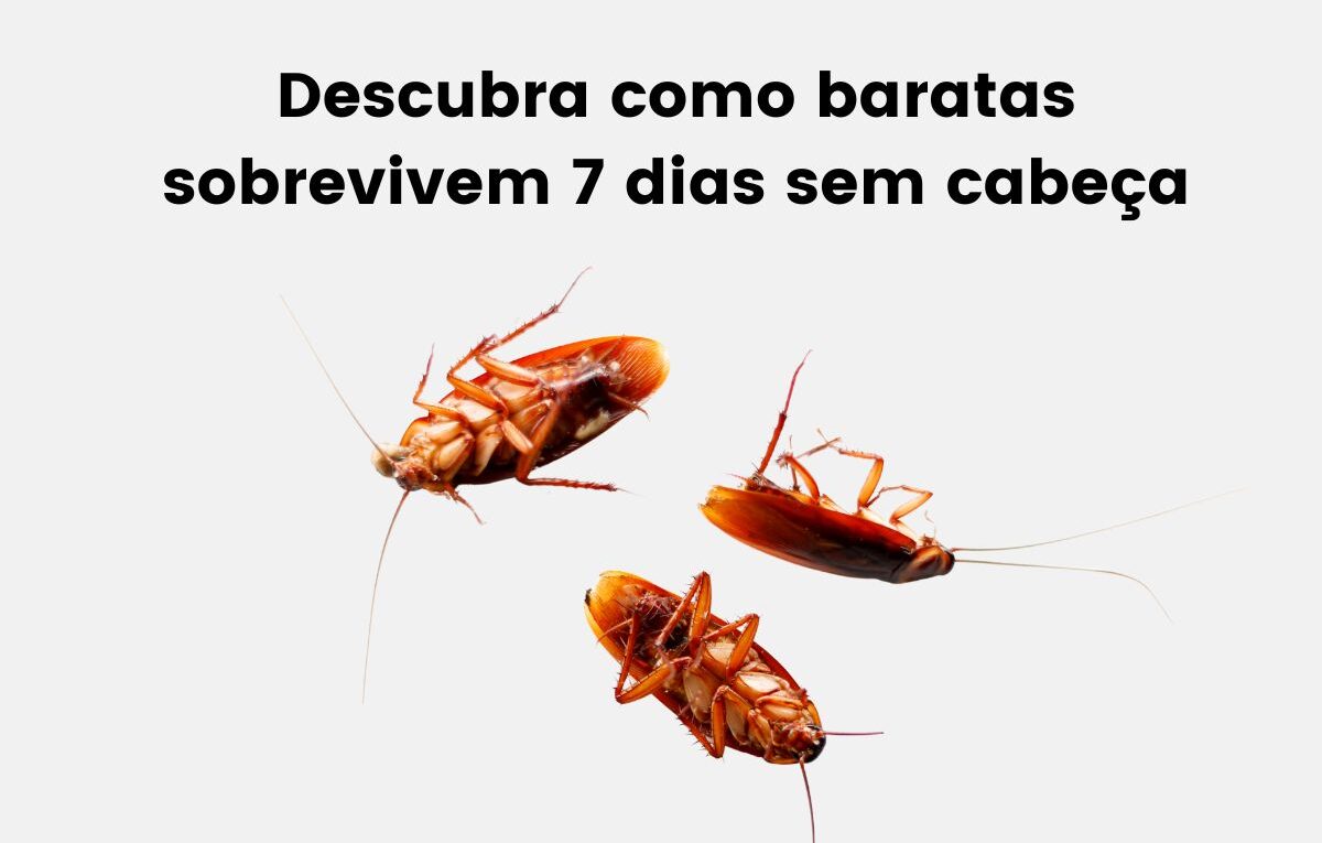 Descubra como baratas sobrevivem 7 dias sem cabeça